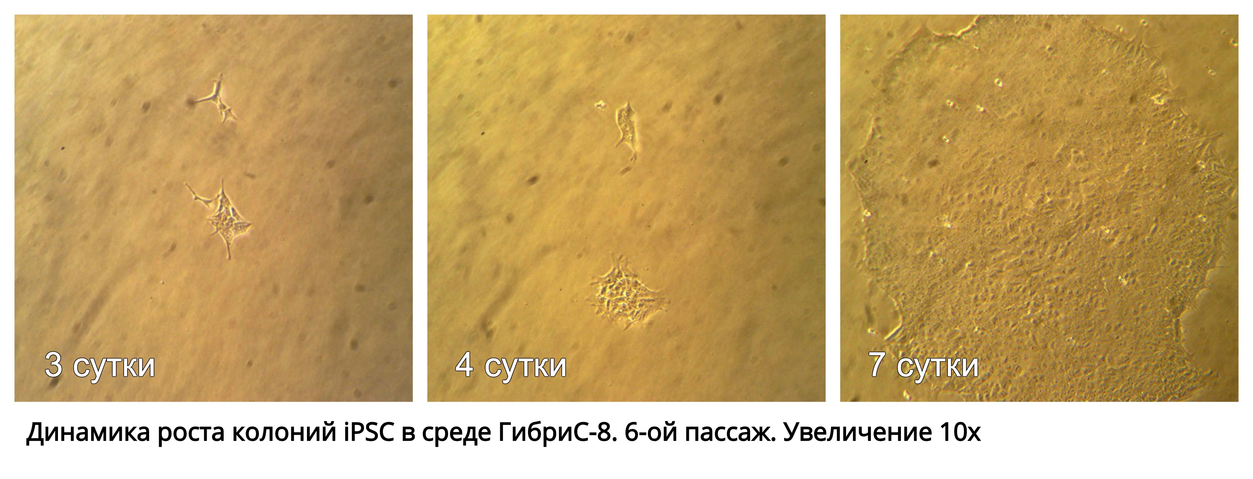 Gibris_8exp_1.jpg Gibris_8exp_1.jpg