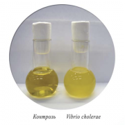 Пептон основной