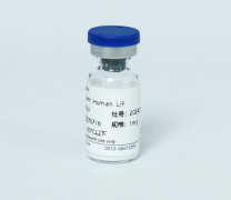 Рекомбинантный белок человека LIF, 10 мкг, EastMab