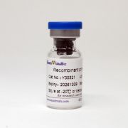 Фактор роста фибробластов, основной, (FGF-basic), 50 мкг, EastMab 