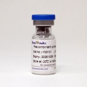 Инсулиноподобный фактор роста-1 LR3 (IGF-1), 50 мкг, EastMab