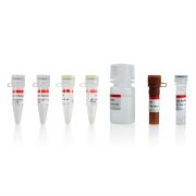 Набор для анализа на цитотоксичность с лактатдегидрогеназой, 100 тестов, Servicebio